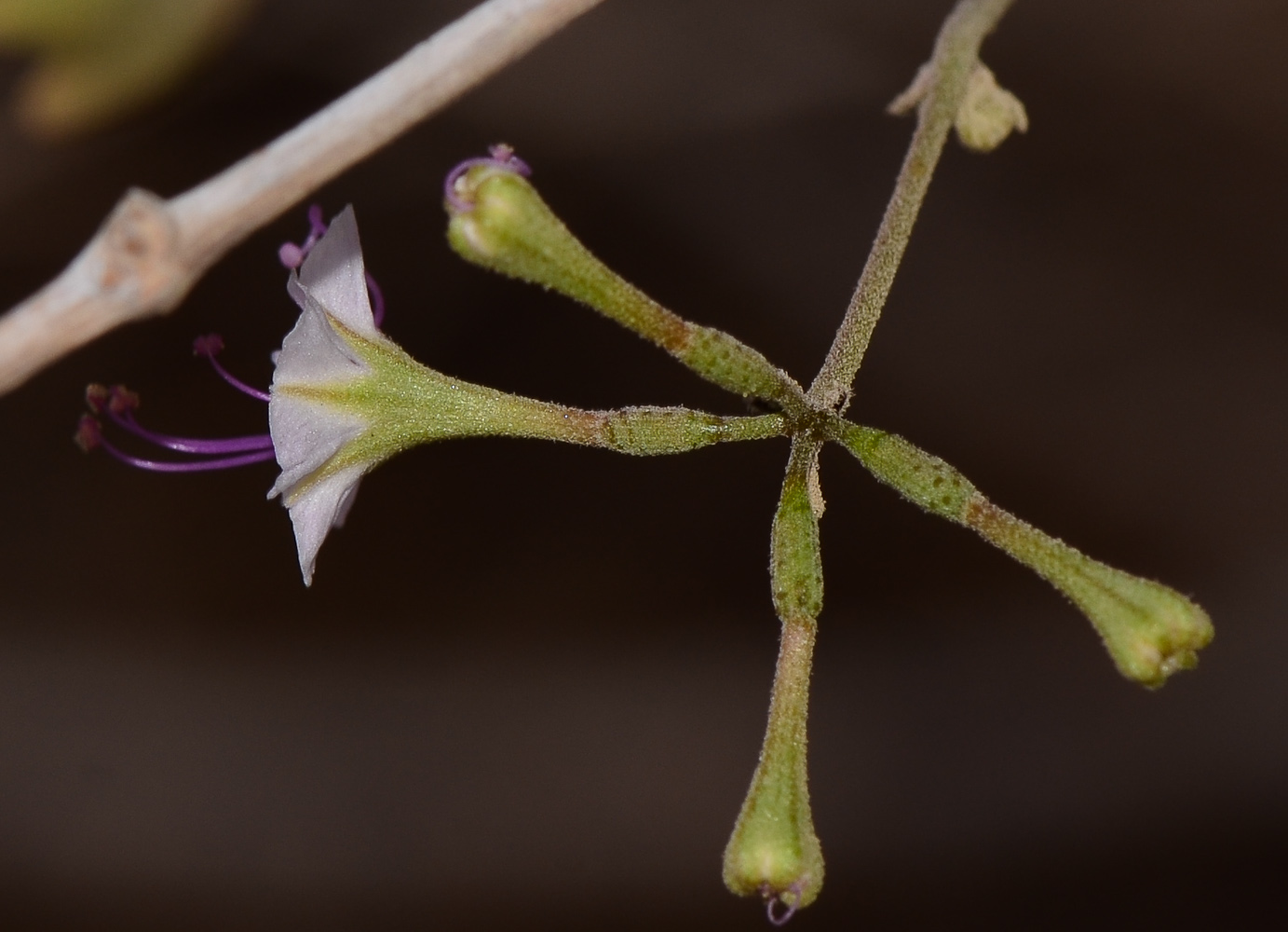 Image of Commicarpus sinuatus specimen.