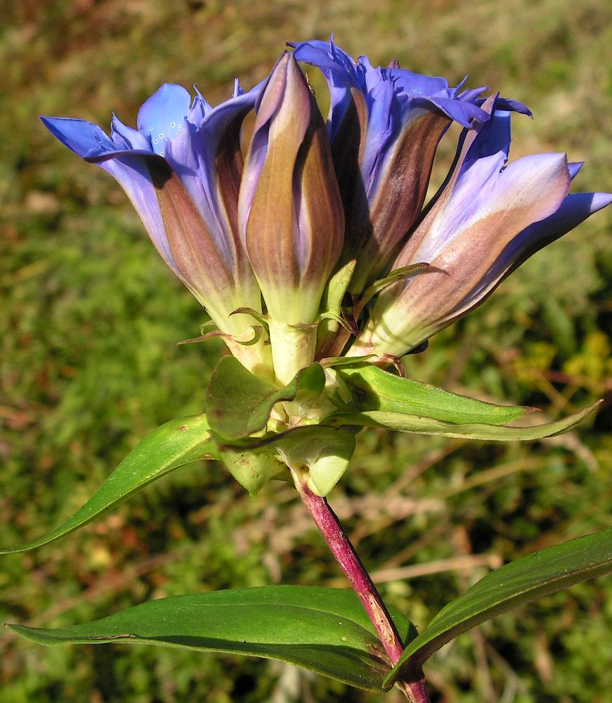 Image of Gentiana scabra specimen.