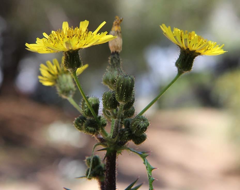 Изображение особи Sonchus oleraceus.