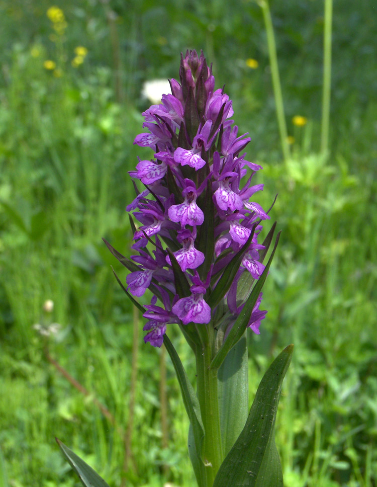 Image of Dactylorhiza umbrosa specimen.