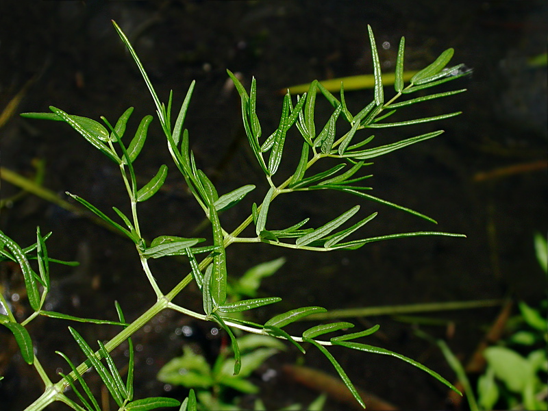 Изображение особи Thalictrum lucidum.