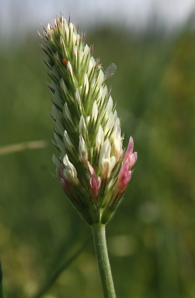 Image of Trifolium incarnatum specimen.