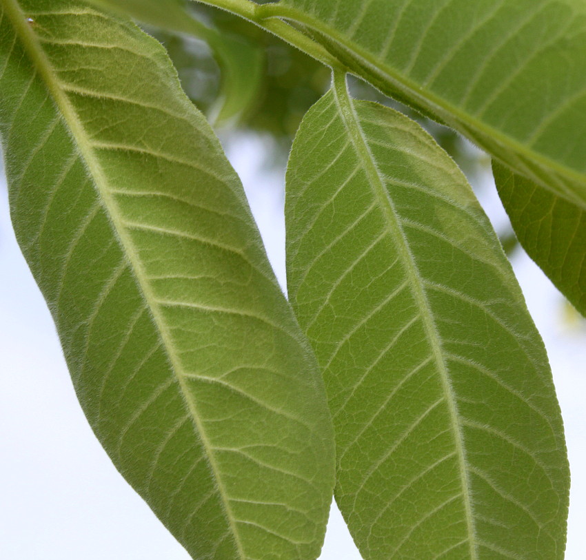 Image of Phellodendron japonicum specimen.