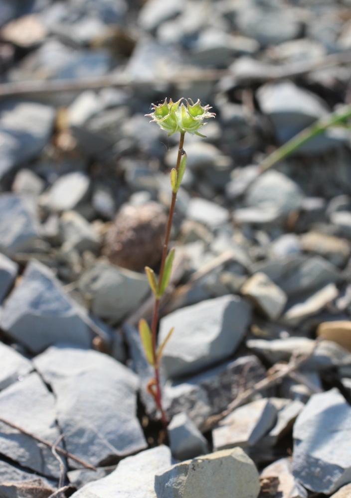 Image of Valerianella coronata specimen.