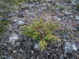 Juniperus sibirica. Молодое растение с повреждённой зимней позёмкой и высохшей верхушкой. Кольский п-ов, Восточный Мурман, Дальние Зеленцы, каменистая гряда. 25.06.2014.