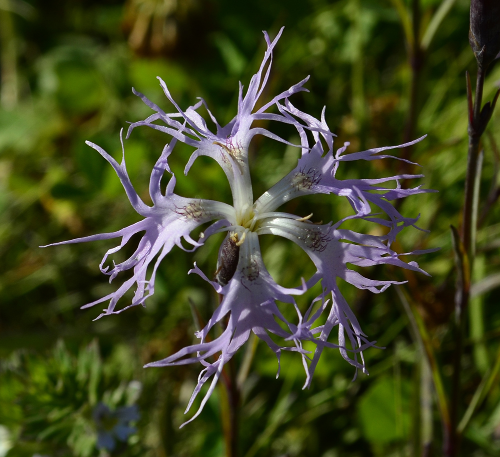 Image of Dianthus superbus specimen.