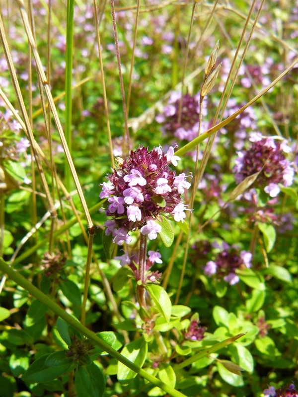 Image of Thymus ovatus specimen.