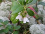 Vaccinium vitis-idaea. Верхушка цветущего растения, осеннее цветение. Архангельская обл., Виноградовский р-н, окрестности дер. Надозерье. 18.09.2014.