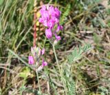 Oxytropis songarica