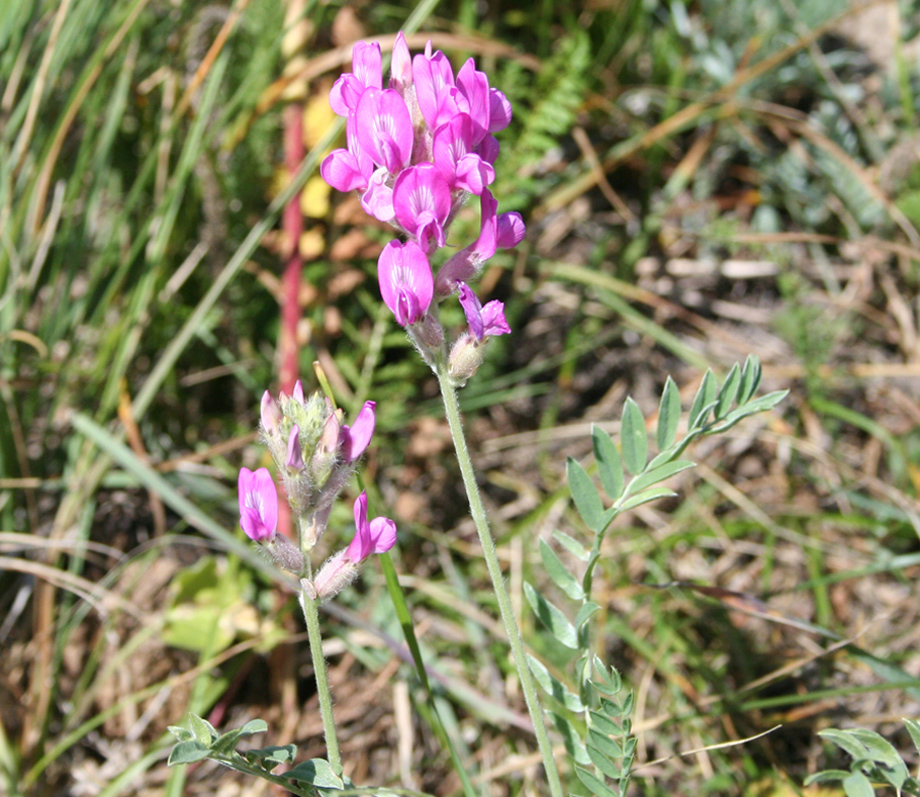 Изображение особи Oxytropis songarica.