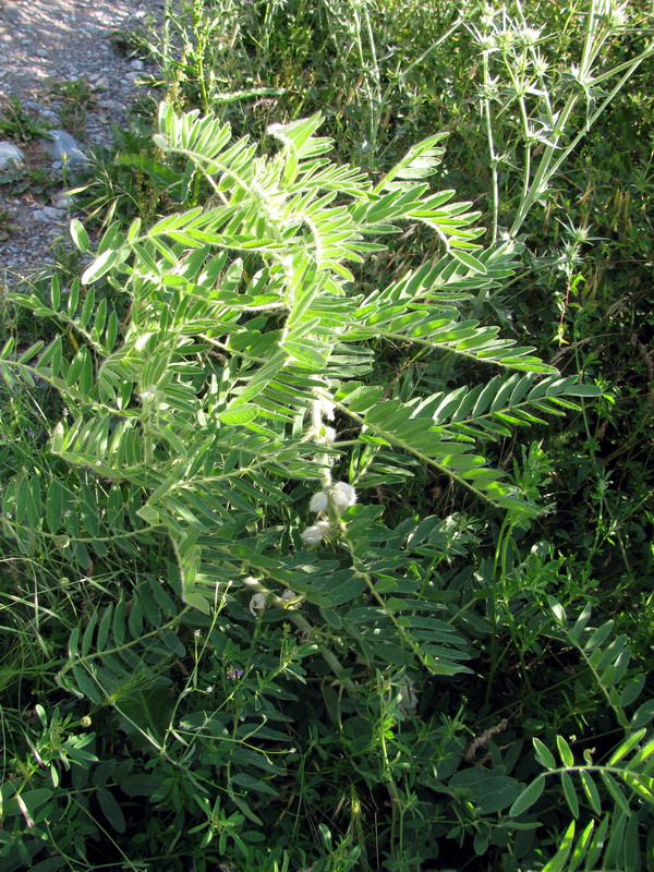 Изображение особи Astragalus sieversianus.