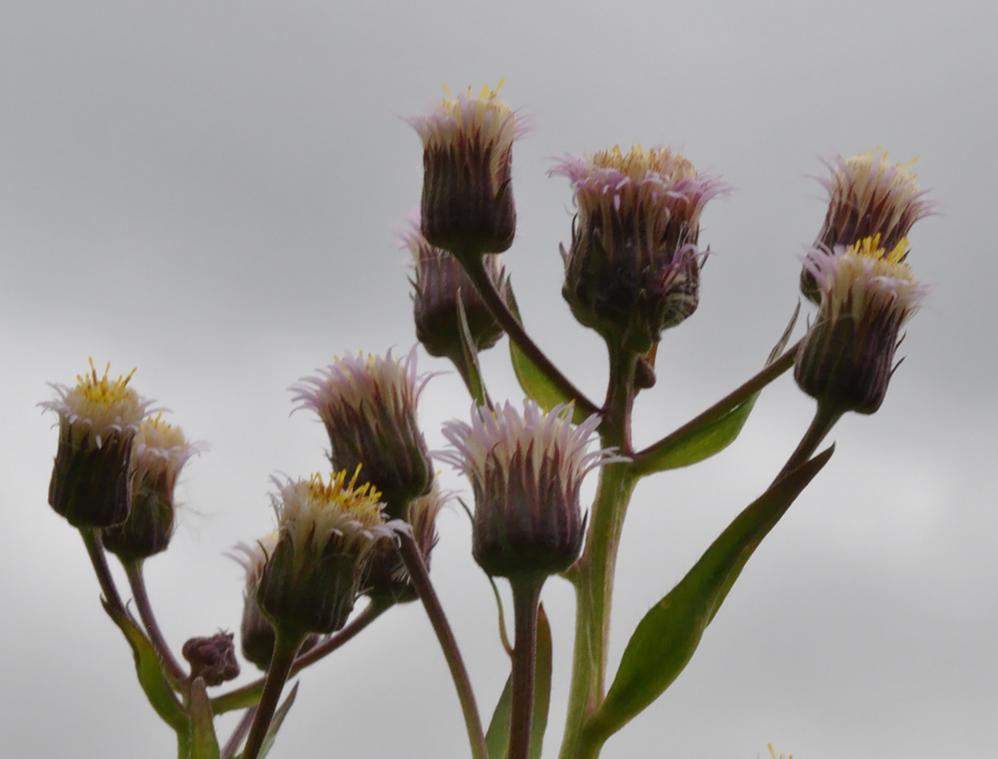 Image of Erigeron politus specimen.