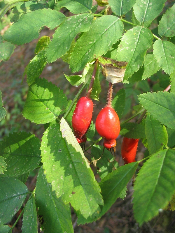 Image of Rosa pendulina specimen.