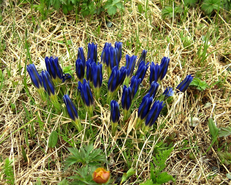 Image of Gentiana grandiflora specimen.