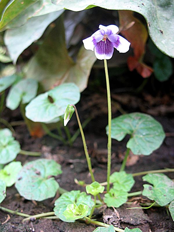 Image of Viola hederacea specimen.