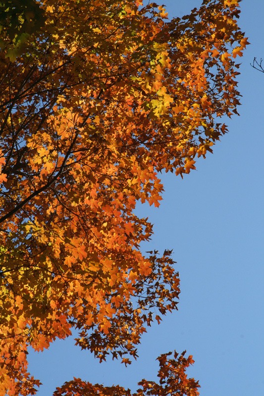 Image of Acer saccharum specimen.