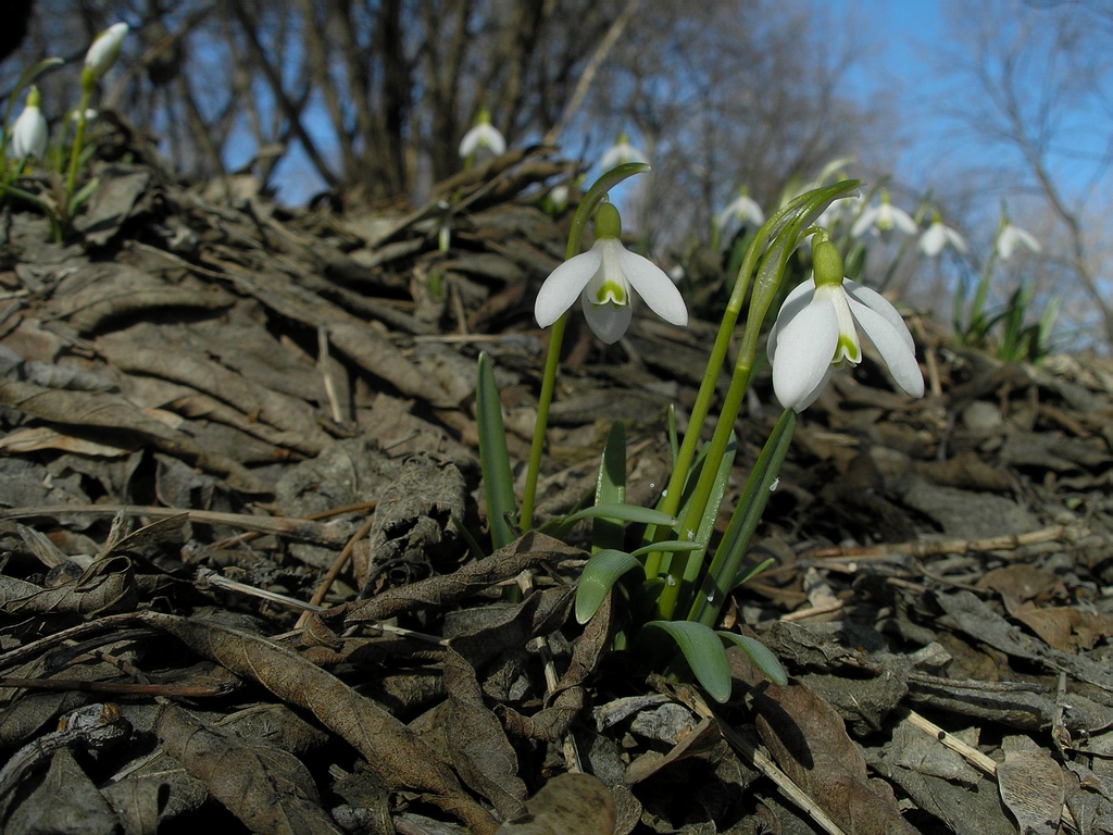 Изображение особи Galanthus nivalis.