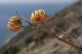 Linum squamulosum