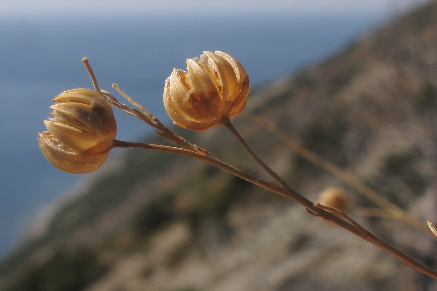 Image of Linum squamulosum specimen.