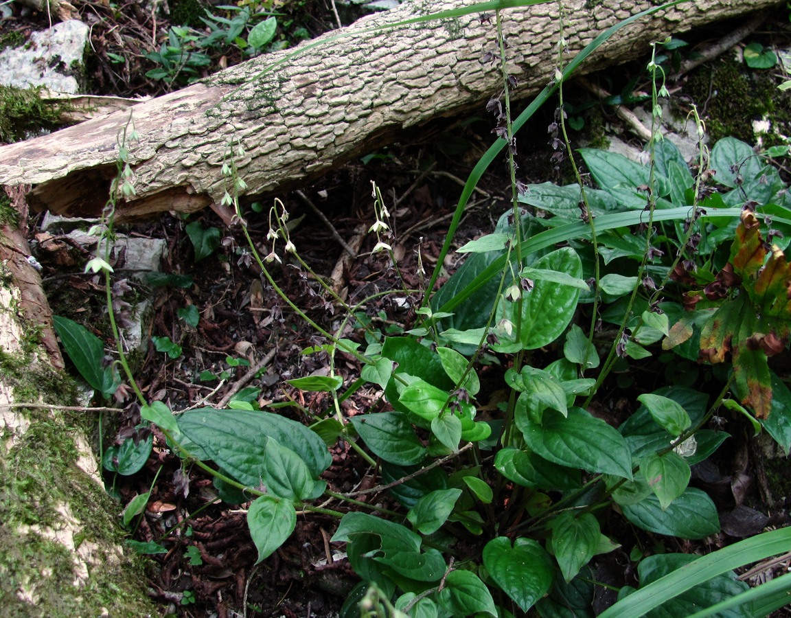 Image of Omphalodes cappadocica specimen.