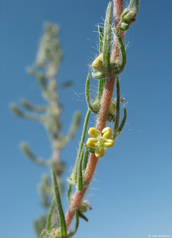 Изображение особи Bassia laniflora.