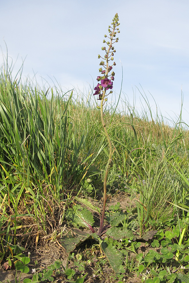 Изображение особи Verbascum phoeniceum.