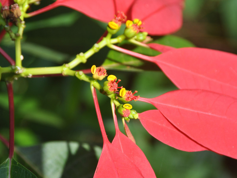 Изображение особи Euphorbia pulcherrima.