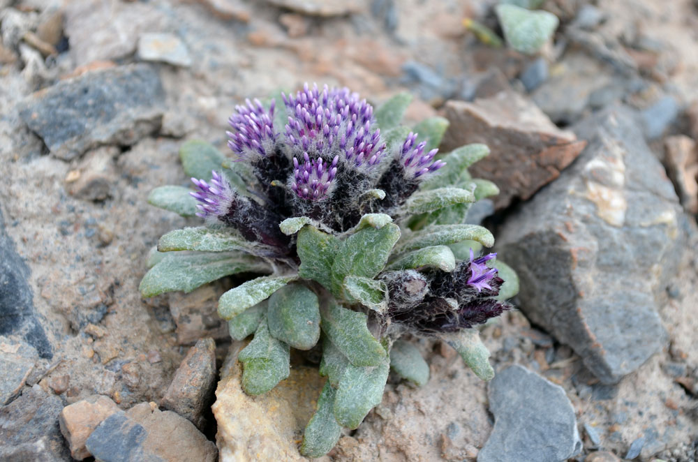 Изображение особи Saussurea glacialis.