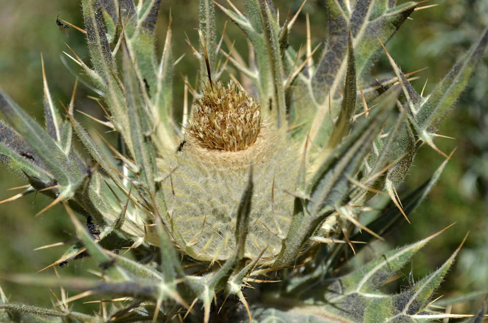 Image of Cirsium turkestanicum specimen.