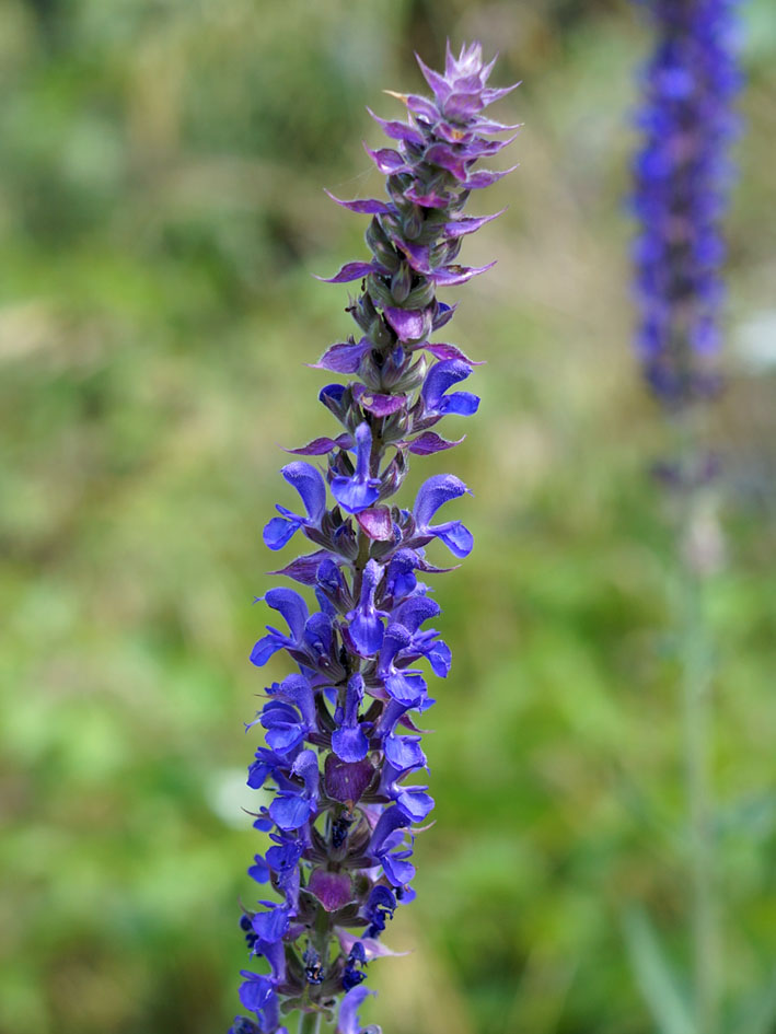 Изображение особи Salvia deserta.