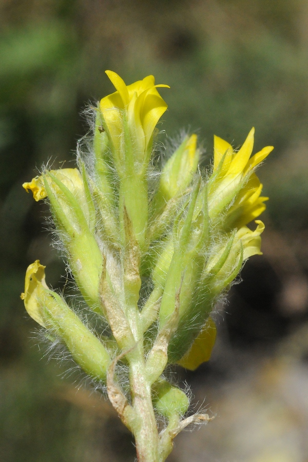 Image of Astragalus schanginianus specimen.