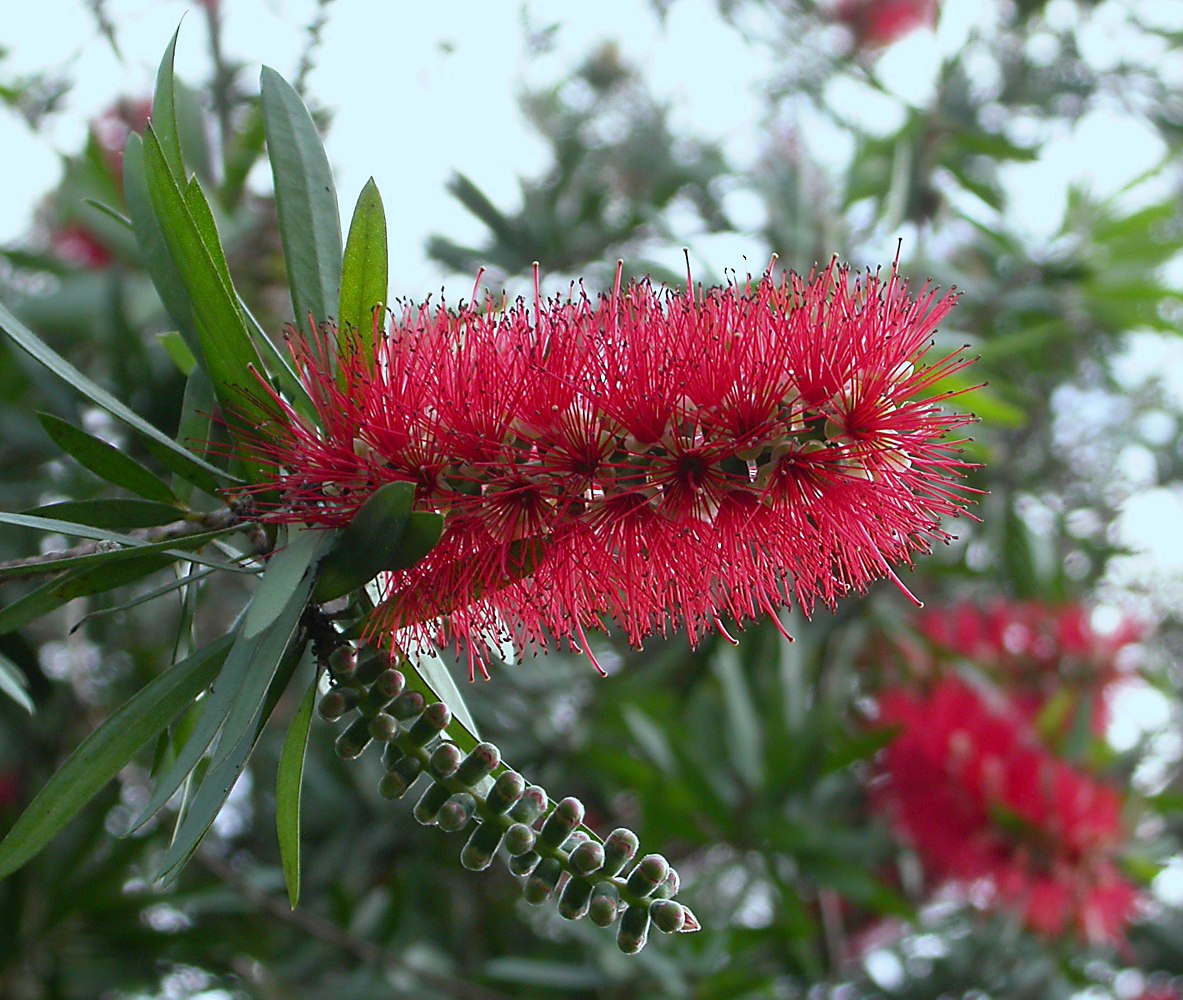 Каллистемон фото кустарника Callistemon citrinus - Image of an specimen - Plantarium