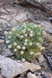 Astragalus inaequalifolius. Отцветшее растение. Южный Казахстан, горы Алатау (Даубаба), Западное ущелье. 08.07.2014.