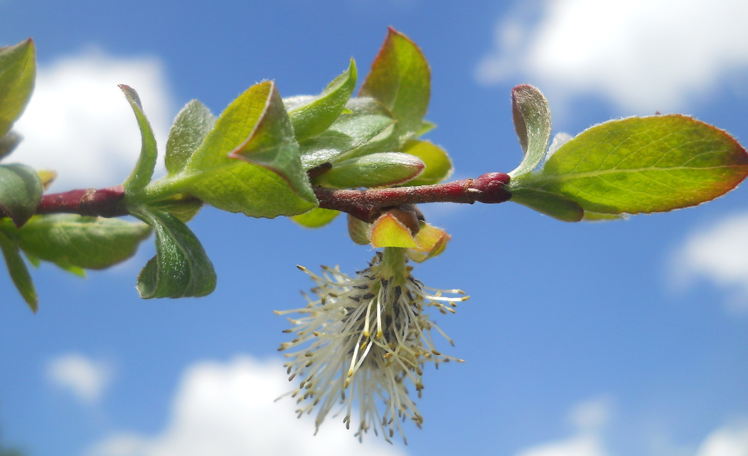 Image of genus Salix specimen.