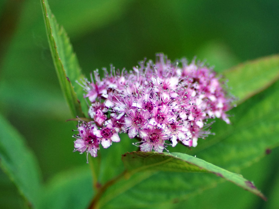 Image of Spiraea japonica specimen.