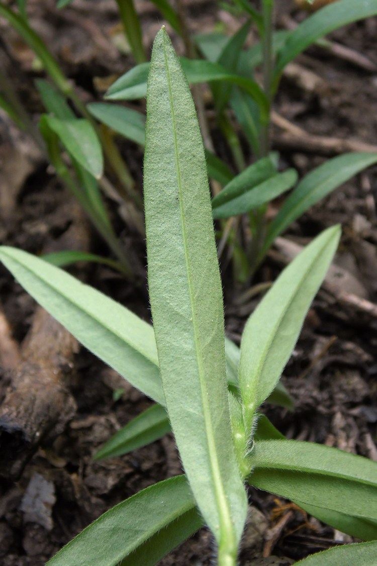 Image of Aegonychon purpureocaeruleum specimen.