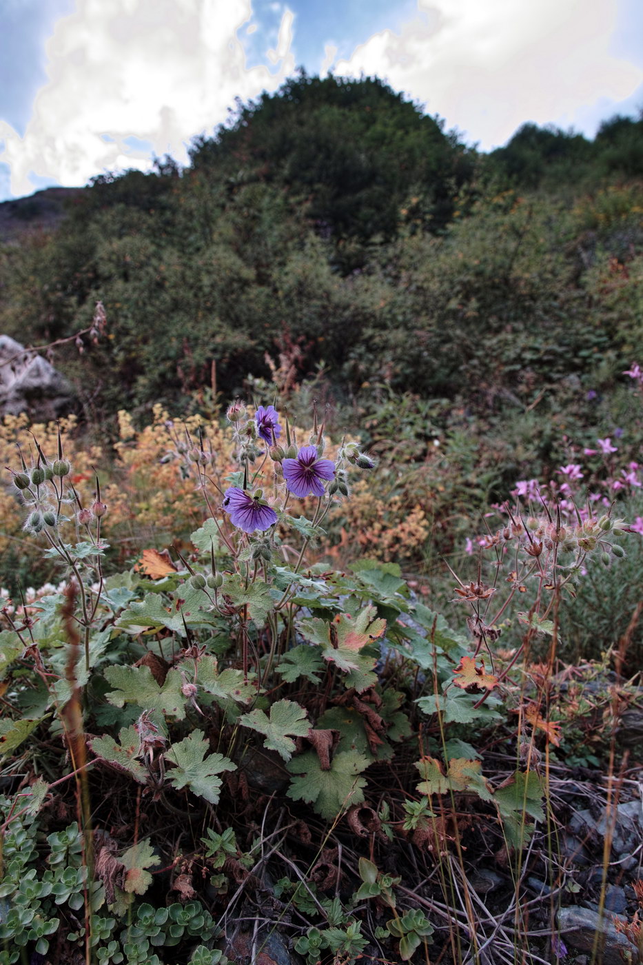 Image of Geranium renardii specimen.