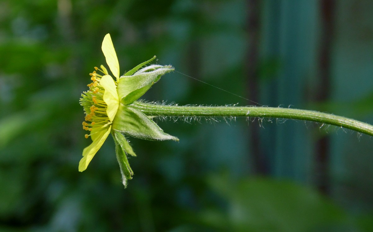 Image of Geum urbanum specimen.