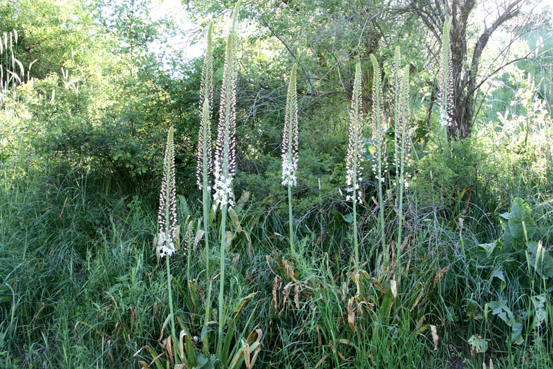 Изображение особи Eremurus robustus.