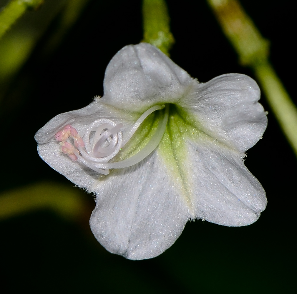 Image of Commicarpus plumbagineus specimen.