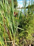 Typha latifolia. Плодоносящее растение с аномальным соплодием. Москва, Новогиреево, Б. Перовский пруд, берег пруда. 11.08.2015.