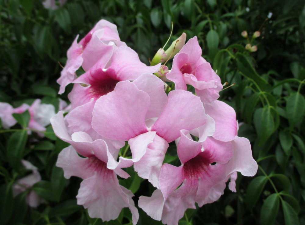 Image of Pandorea jasminoides specimen.