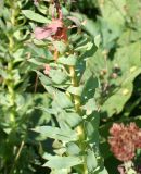 Rhodiola rosea