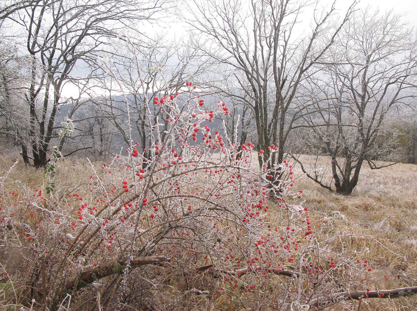 Image of Rosa canina specimen.