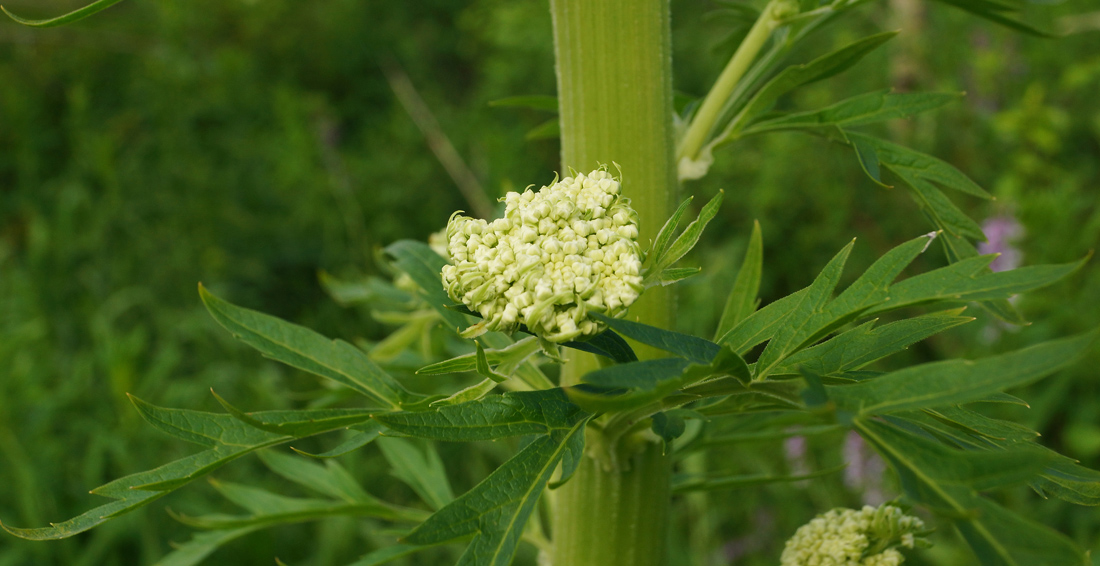 Изображение особи Pleurospermum uralense.