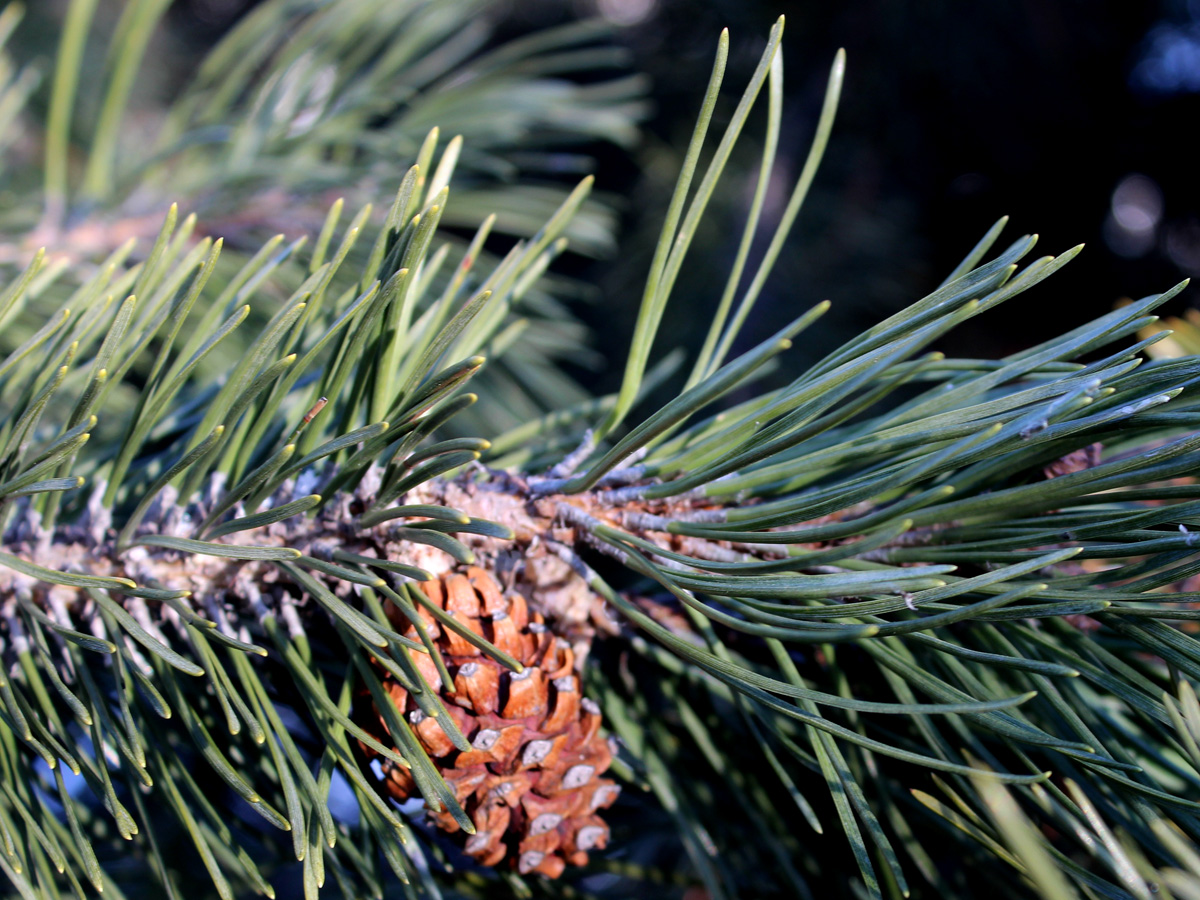 Image of Pinus mugo specimen.