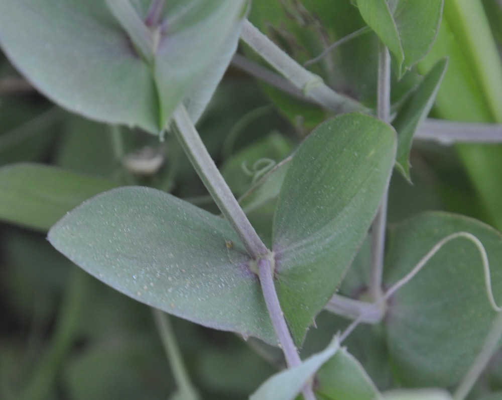 Изображение особи Lathyrus aphaca.