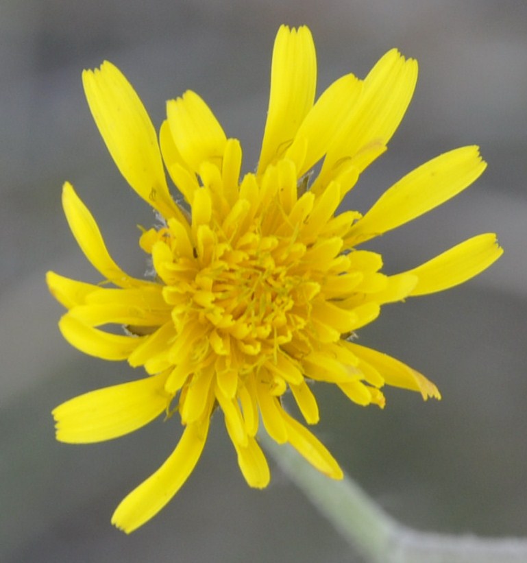 Image of genus Crepis specimen.