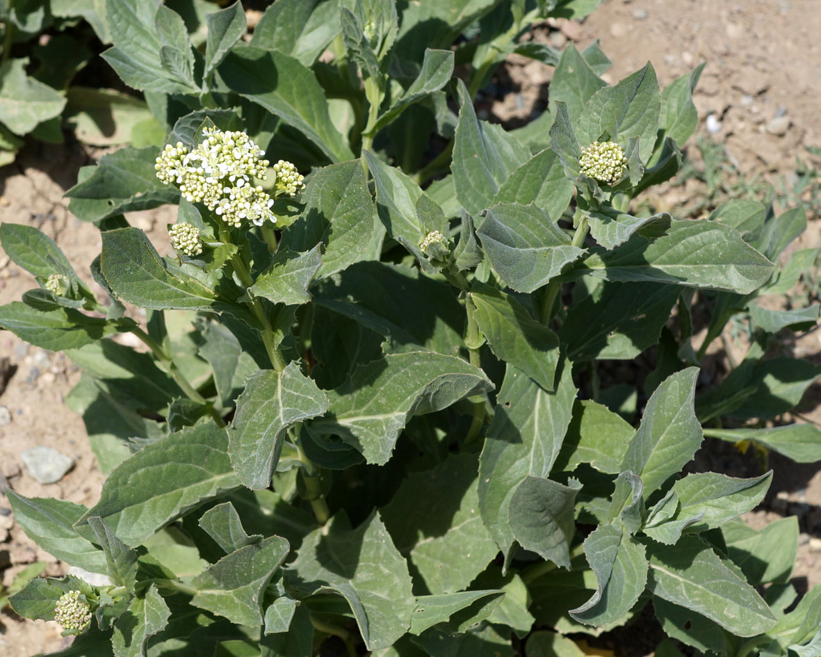 Image of Cardaria draba specimen.