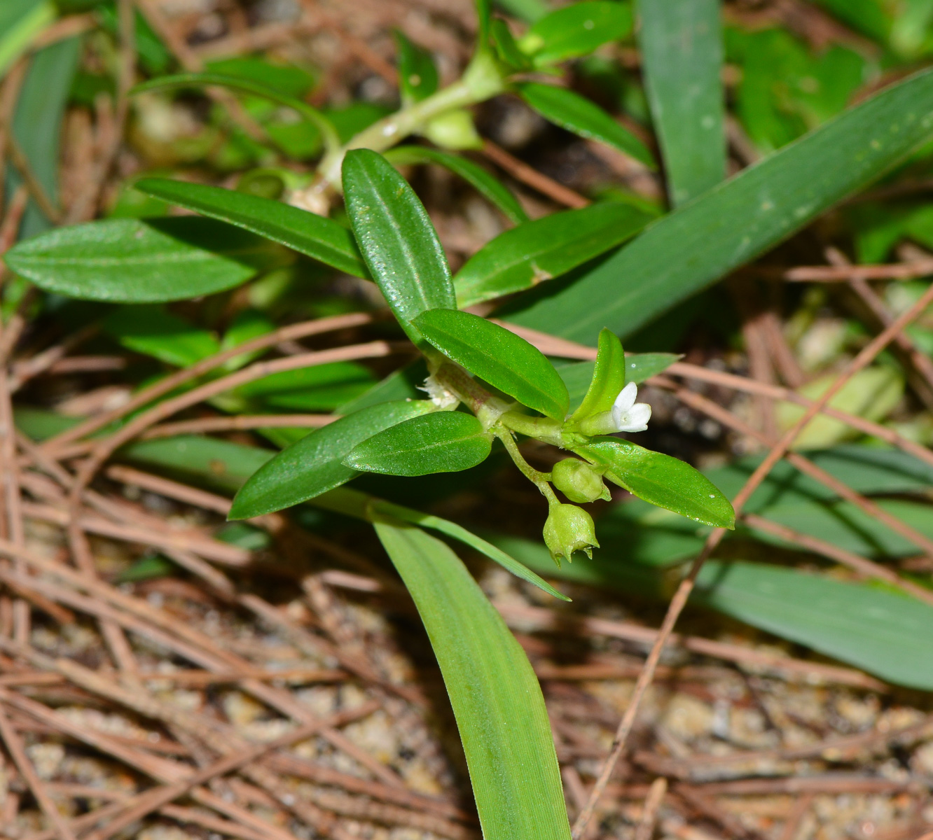 Изображение особи Hedyotis pterita.